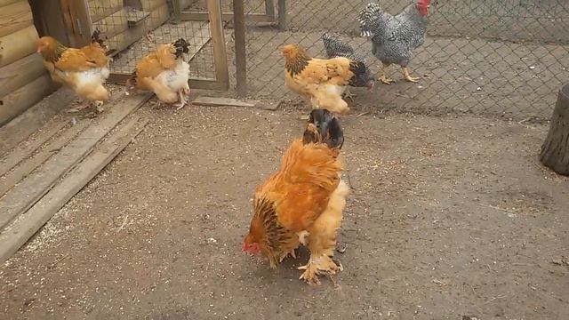 Куры породы Брама, история уход и содержание часть 1 смотреть онлайн