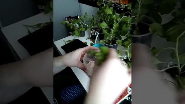 Черенкование петунии смотреть онлайн