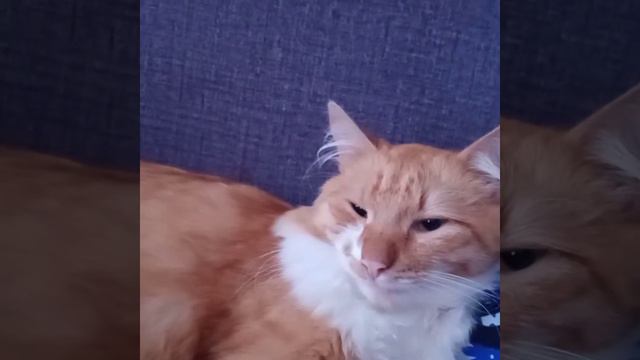 Проснулась после ночной смены. .. А котик не рыжий?