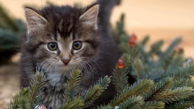 Мяуканье кошек. Мяукающие кошки и коты. 7 самых популярных звуков.