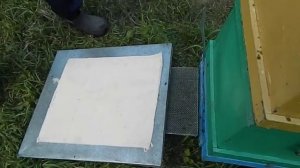 искусственное роение - продолжение.ВОЗВРАЩАЕМ РОЙ ЧЕРЕЗ ЛИТОК