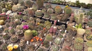 Как заставить кактус цвести - секреты и уникальные методики Мастера Георгия ?