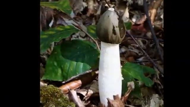 Грибное слайдшоу 2 смотреть онлайн