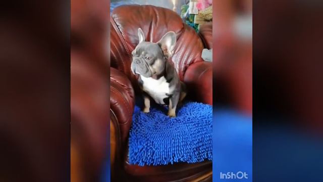ЦАРЬ на ТРОНЕ -- 💣ВЯЗКА👍 THE BEST French Bulldogs video # 2020 # смотреть онлайн
