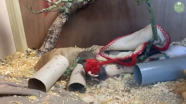 Whisper & Stuart: Two Adorable Stoat Kits Meet | Rescued & Returned to the Wild | Robert E Fuller смотреть онлайн
