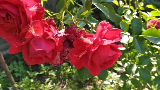 King Arthur rose plant Fetzer Syrah Courageous Madrigal смотреть онлайн