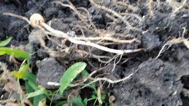 Жизнь на даче в июле / Огород и бахча / Копаем картошку/ смотреть онлайн