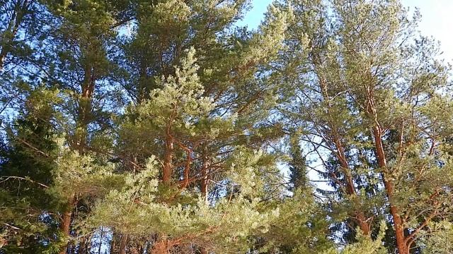 Московка 30 марта смотреть онлайн