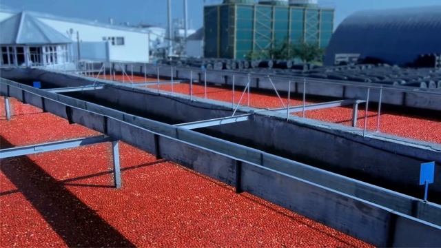 «Помидорка» процесс производства томатной пасты. смотреть онлайн