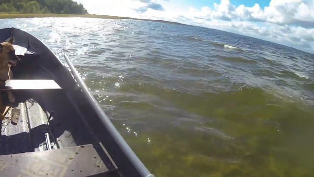 Прощай овчарка Рокси смотреть онлайн