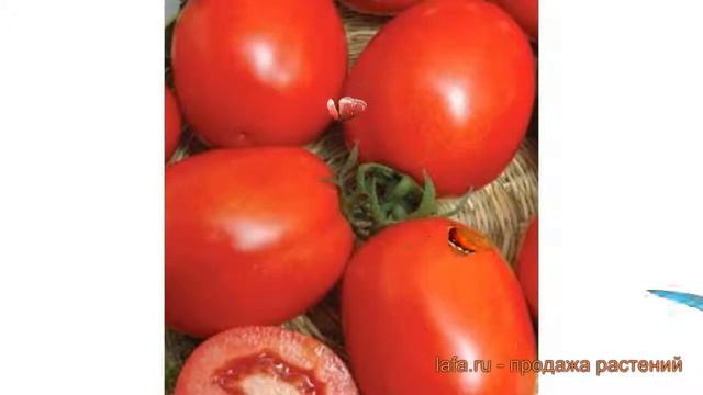 Томат обыкновенный Кубань (kuban) ? томат Кубань обзор: как сажать семена томата Кубань смотреть онлайн