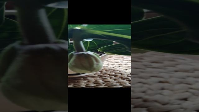 Мединилла! Экзотическое растение! смотреть онлайн