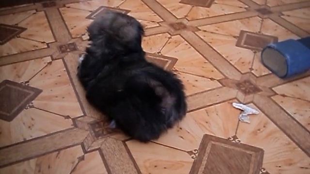 щенок пекинеса смотреть онлайн