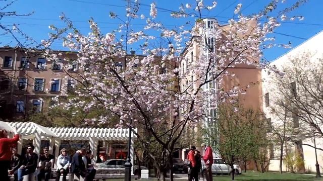 #Сакура цветет розовая махровая "Сад дружбы" СПб Литейный проспект Санкт-Петербург смотреть онлайн