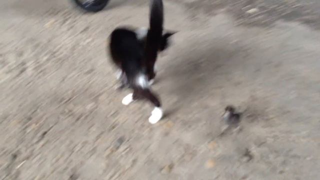 Наглый Цыпленок . смотреть онлайн