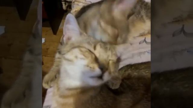 Котята Пиксибоб ухаживают друг за другом смотреть онлайн