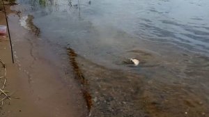 Рыбалка на Селигере. День третий - крупный Лещ!