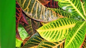 Кротон (Кодиеум) - секреты и особенности выращивания.