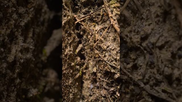 Что делать если увидел это в доме смотреть онлайн