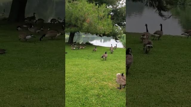 ?Parque de los patos en California ? смотреть онлайн