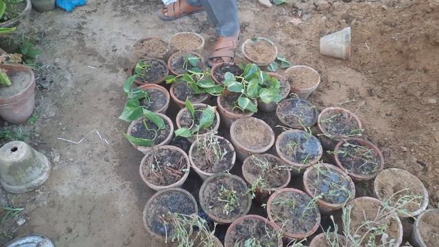Cuttings Lagane Ka Tarika | Cuttings Propagation | Nursery Method #gardening смотреть онлайн