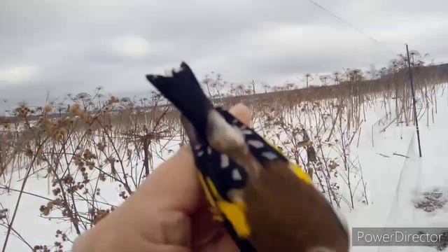 Ловля щеглов начало весеннего пролёта 