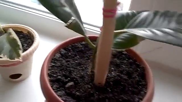 Фикус и удобрение для комнатных растений смотреть онлайн