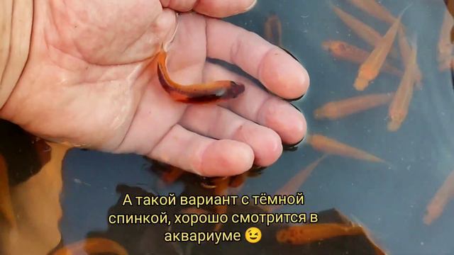 Рыба для маленького прудика часть 3. Fish for a small pond Part 3. смотреть онлайн
