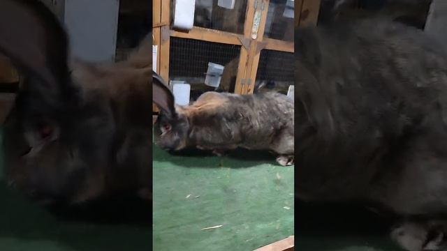 бельгийский великан вес 10кг смотреть онлайн