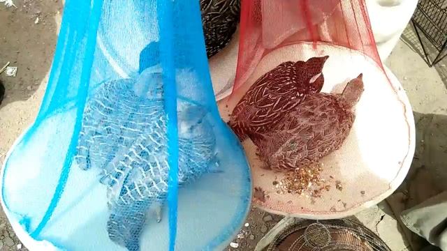 Java finch lalokhet sunday market video rates and updates in Urdu/Hindi. смотреть онлайн