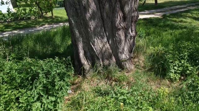 Ancient Cherry Tree (Prunus avium) in Dossenheim, Germany смотреть онлайн