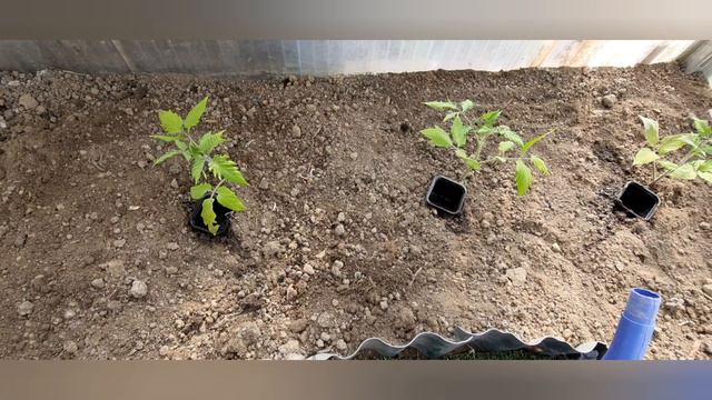 Помидоры 🍅высаживаем в теплицу.Наша любимая дачка ⚘#дачавгермании #дача #жизньсовкусомсчастья #еда смотреть онлайн