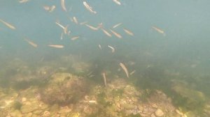 Рыбалка на саргана. Подводные кадры. Мохнатый червь. Ставрида. Морская рыба. Рыбалка. Море. С берег