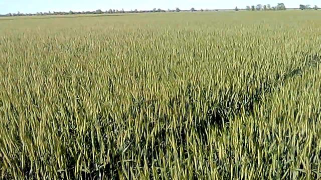 2017 г .Уч № 1 Пшеница сорт Куяльник смотреть онлайн