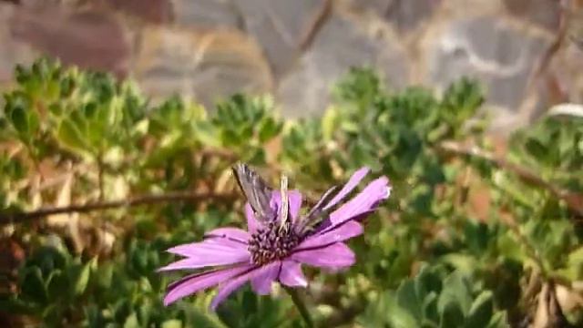 Mariposas Cacyreus Marshalli En Una Flor De Mi Jardín.