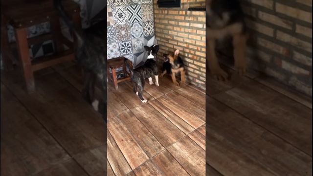Bull terrier vs Pastor Alemão смотреть онлайн