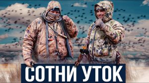 ЛУЧШАЯ ОХОТА НА УТОК С ПОДСАДНЫМИ