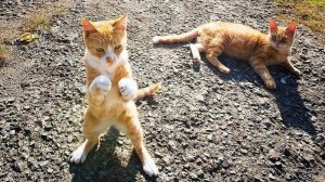 483 Ансамбль Мелодия - (Бриллиантовая рука) Попурри