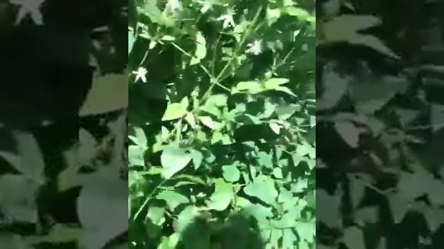 clematis vitalba e integrifolia смотреть онлайн