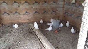 Николаевские голуби Прокофьева Сергея. Самара 2020