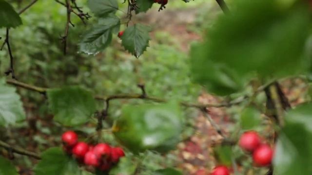 Cycling Cross in Botanic Garden of Bishkek смотреть онлайн