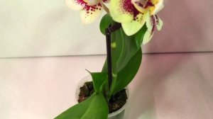 мини обзор ОРХИДЕЙ в Леруа Мерлен Цимбидиумы и МИНИ орхидеи ФАЛЕНОПСИСЫ