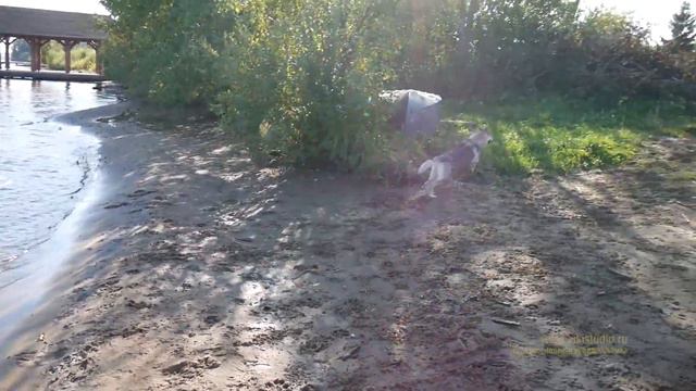 Отдых в Степаново на Воткинском водохранилище смотреть онлайн