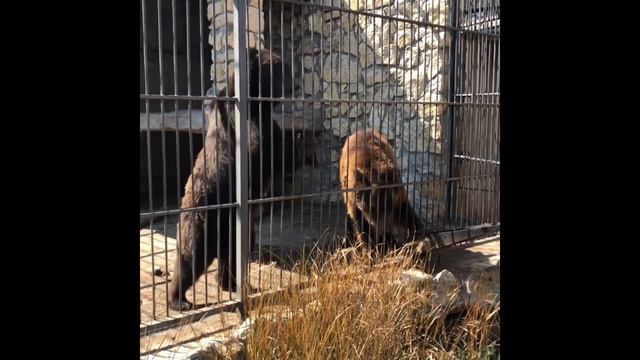 Мишка и Машка, Васильевский зоопарк 2018 смотреть онлайн