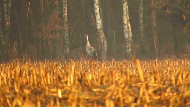 Перекличка журавлей смотреть онлайн