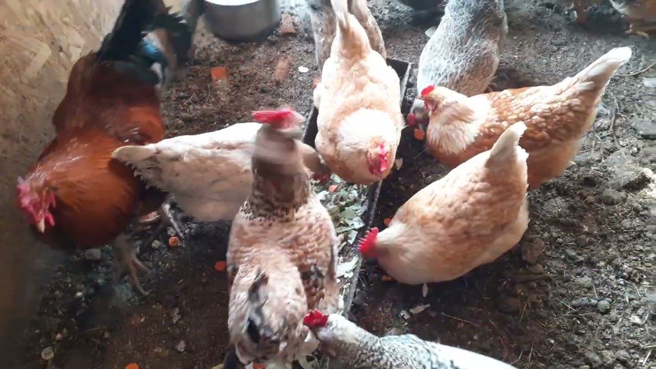 чем подкармливаю курочек.... смотреть онлайн
