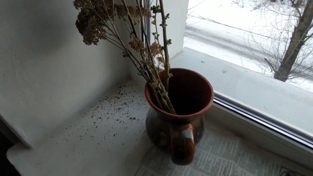 Букет ОЧИТКА к Новому году превращается... Волшебство размножения. смотреть онлайн