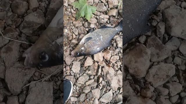 Рыбалка на Двине(Даугава), вот такие монстры клюют!! смотреть онлайн