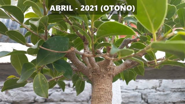 Cómo hacer un Bonsai de Ficus | Evolución de Bonsai de Ficus смотреть онлайн