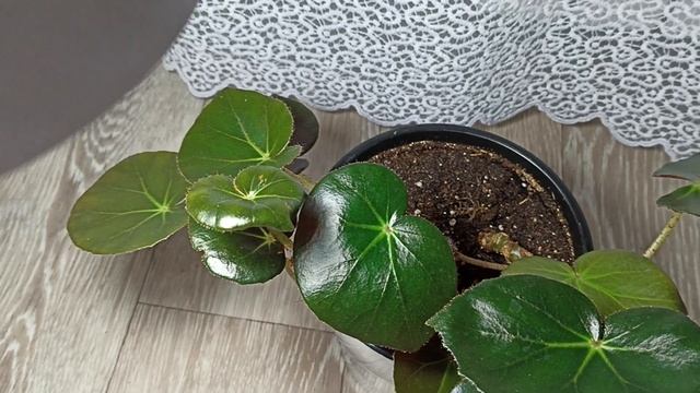 Комнатные Растения. Коллекция Бегоний смотреть онлайн
